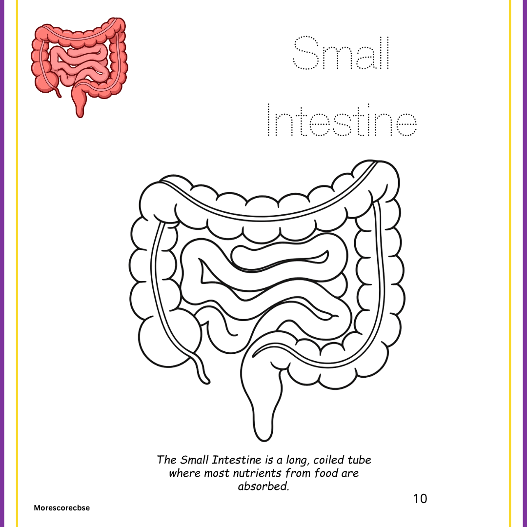Human Organs Workbook for Kids – Printable Anatomy Colouring, Puzzles & Activities - Image 3