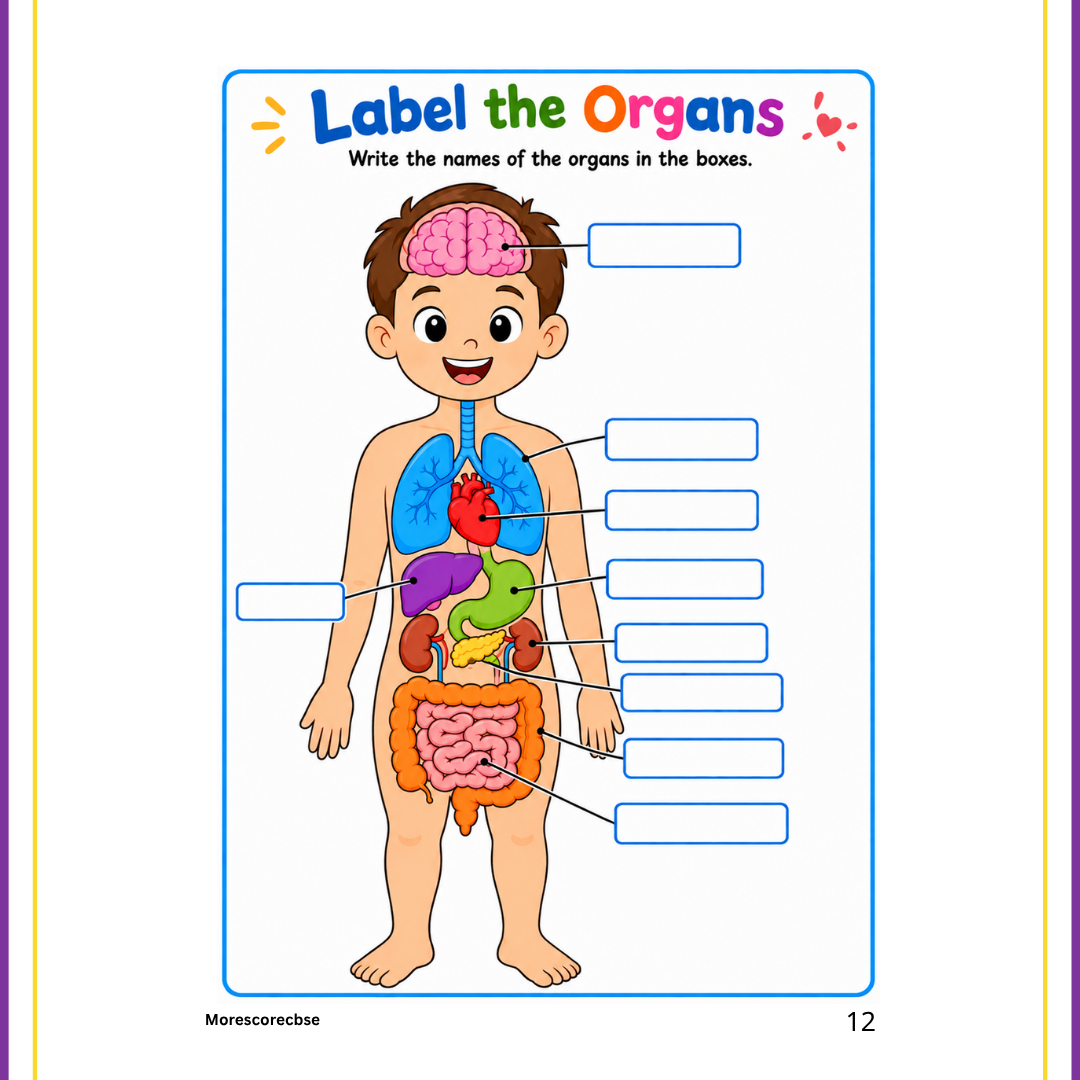 Human Organs Workbook for Kids – Printable Anatomy Colouring, Puzzles & Activities - Image 4