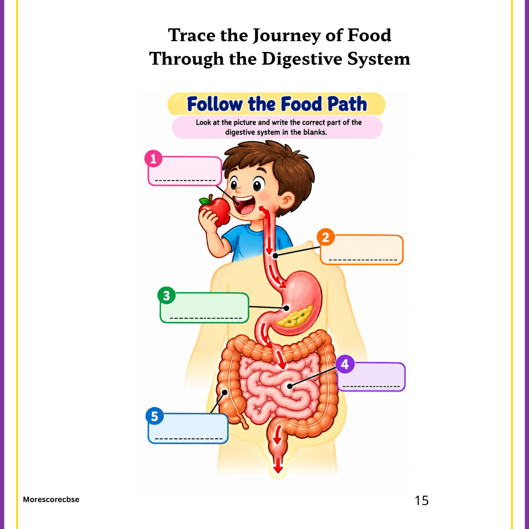 Human Organs Workbook for Kids – Printable Anatomy Colouring, Puzzles & Activities - Image 5
