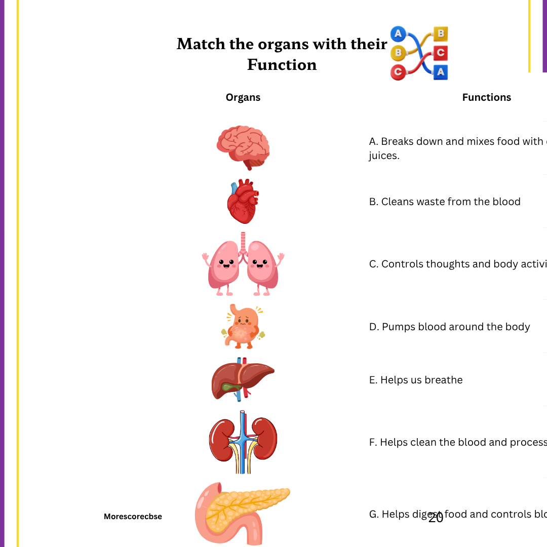 Human Organs Workbook for Kids – Printable Anatomy Colouring, Puzzles & Activities - Image 7