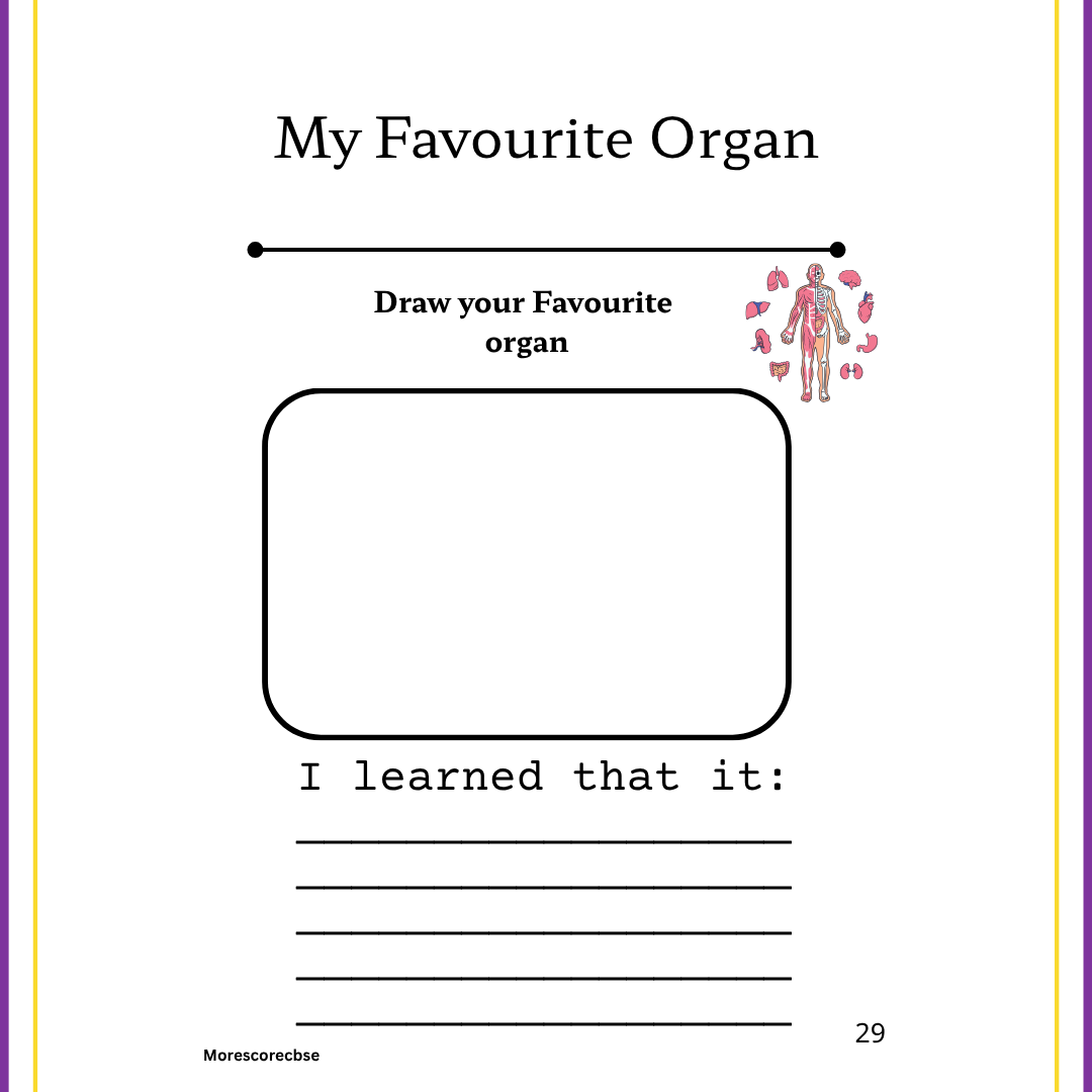 Human Organs Workbook for Kids – Printable Anatomy Colouring, Puzzles & Activities - Image 11