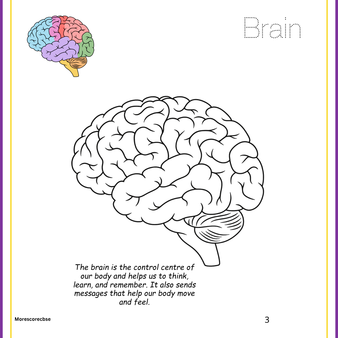 Human Organs Workbook for Kids – Printable Anatomy Colouring, Puzzles & Activities - Image 13