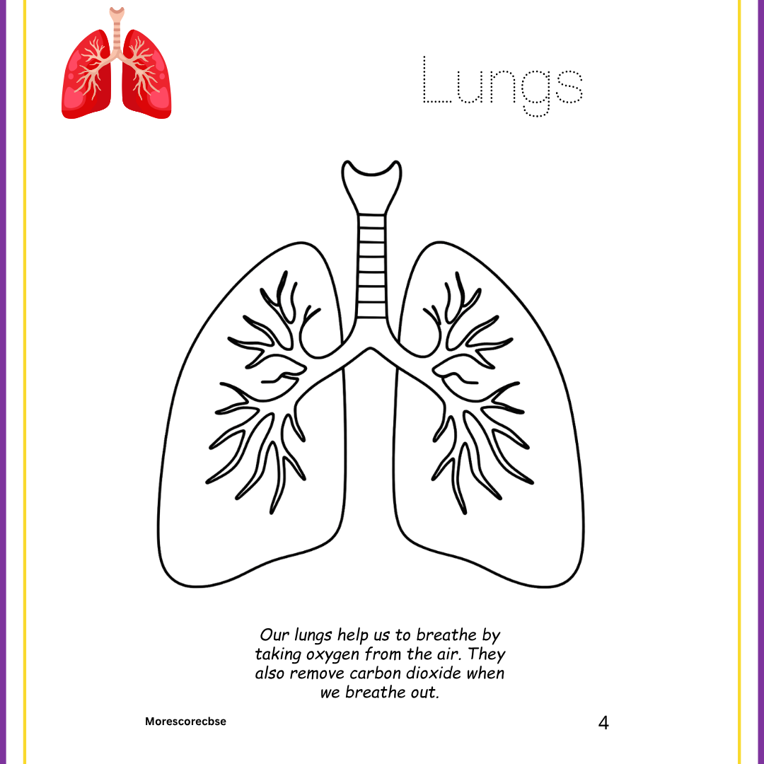Human Organs Workbook for Kids – Printable Anatomy Colouring, Puzzles & Activities - Image 14