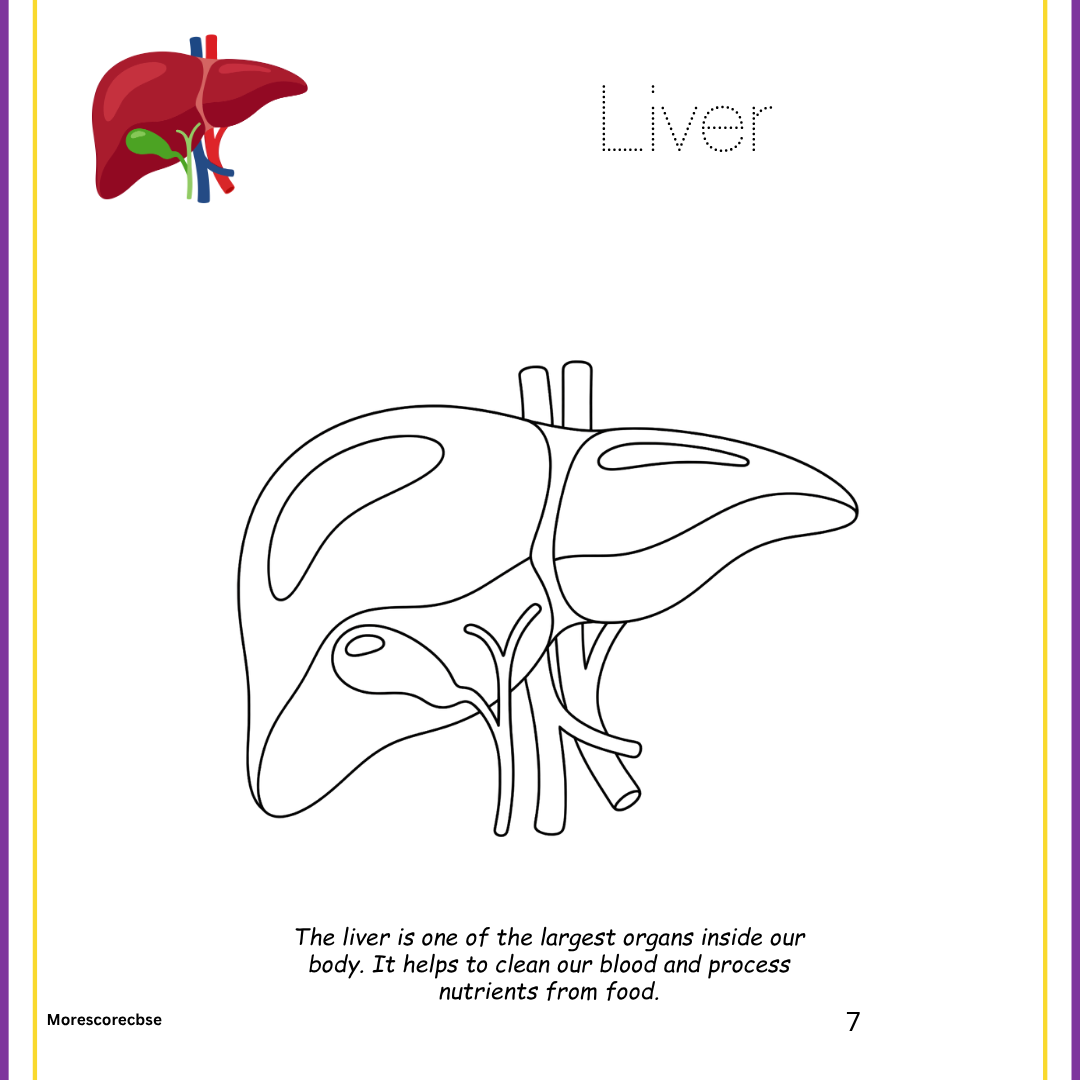 Human Organs Workbook for Kids – Printable Anatomy Colouring, Puzzles & Activities - Image 2